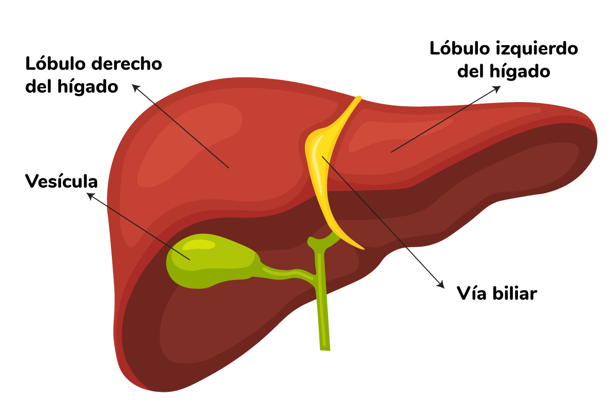 Imagen Cancer de Hígado